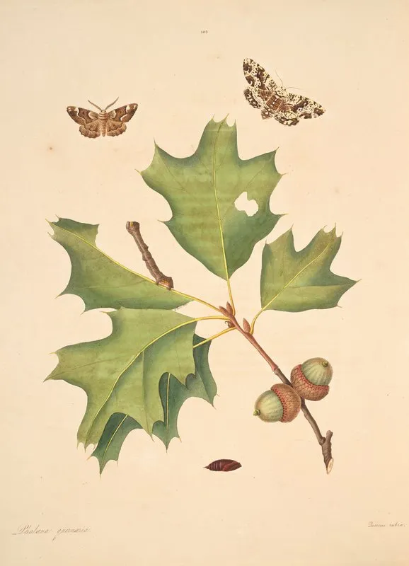 The Natural History Of The Rarer Lepidopterous Insects Of Georgia Pl 103 Wall Art by James Edward Smith - High-Resolution Digital Print