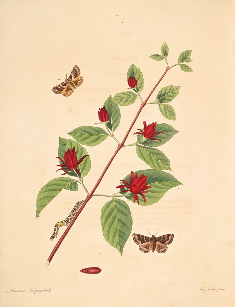 The Natural History Of The Rarer Lepidopterous Insects Of Georgia Pl 104 Wall Art by James Edward Smith - High-Resolution Digital Print