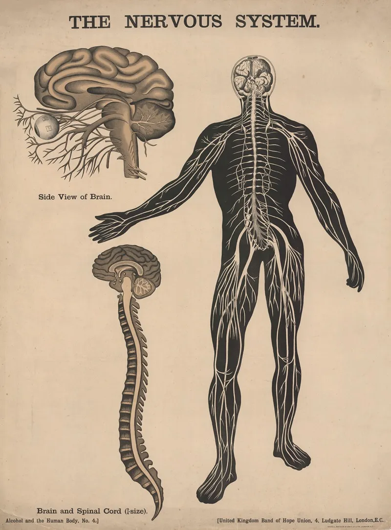 The Nervous System 2 Wall Art by Charles Wakely - High-Resolution Digital Print