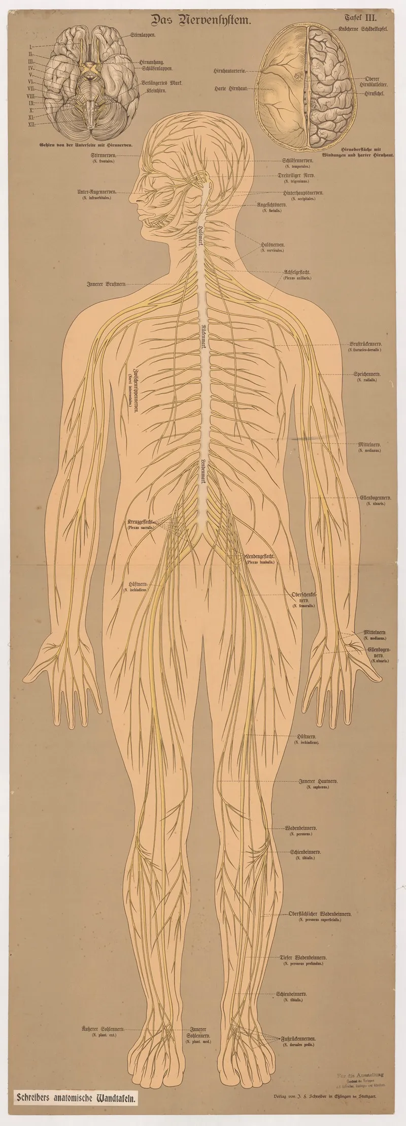 The Nervous System 4