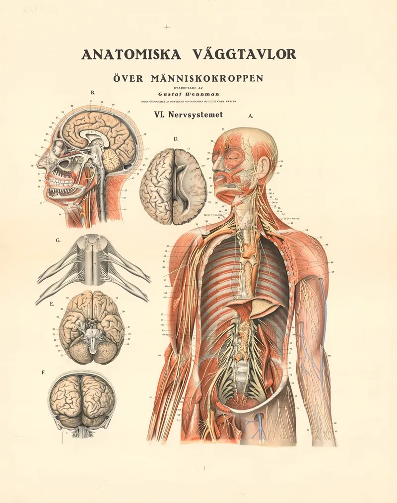 The Nervous System Wall Art by Gustav Wennmann - High-Resolution Digital Print