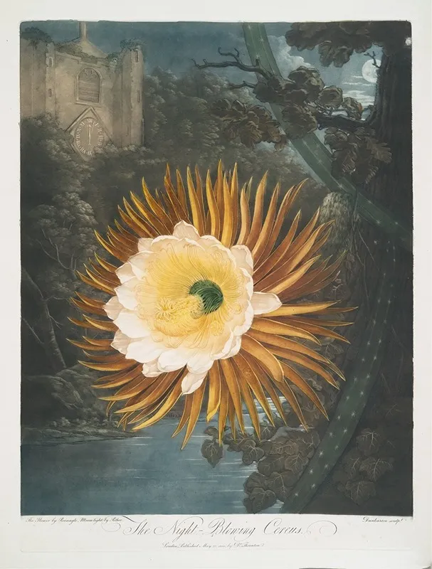 The Night Blowing Cereus Wall Art by Robert John Thornton - High-Resolution Digital Print