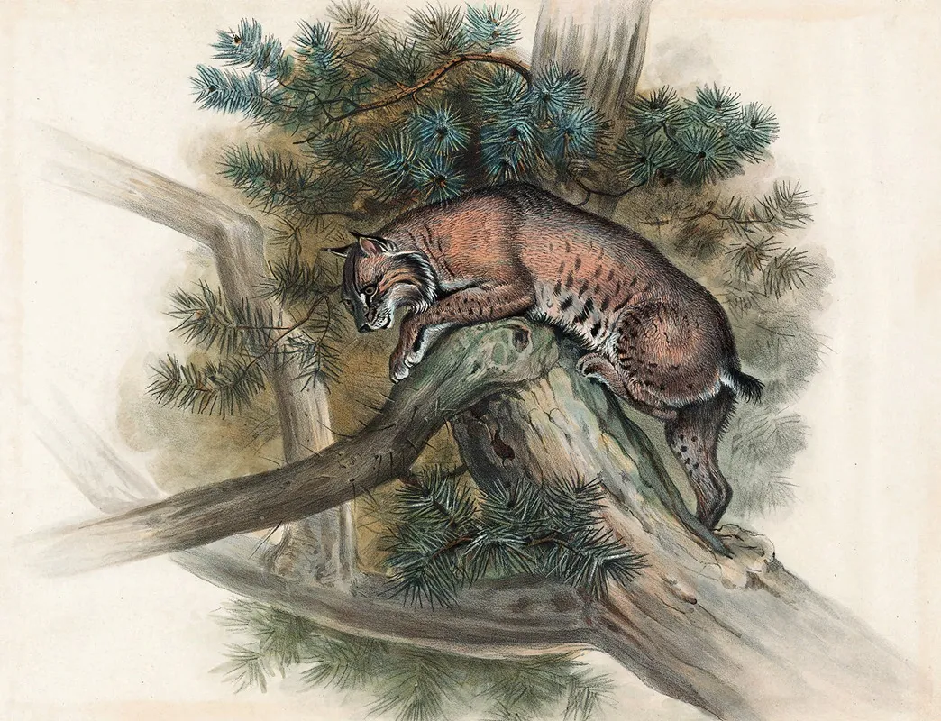 The Norwegian Lynx Wall Art by Joseph Wolf - High-Resolution Digital Print