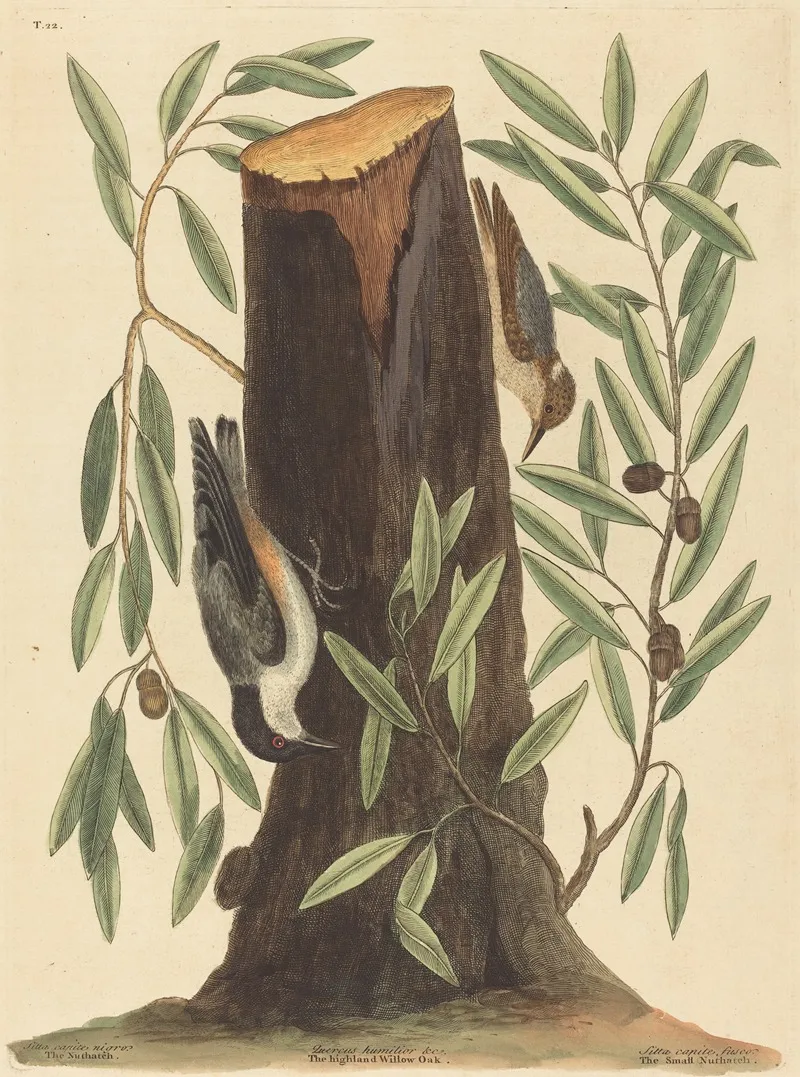The Nuthatch Sitta Europaea Wall Art by Mark Catesby - High-Resolution Digital Print