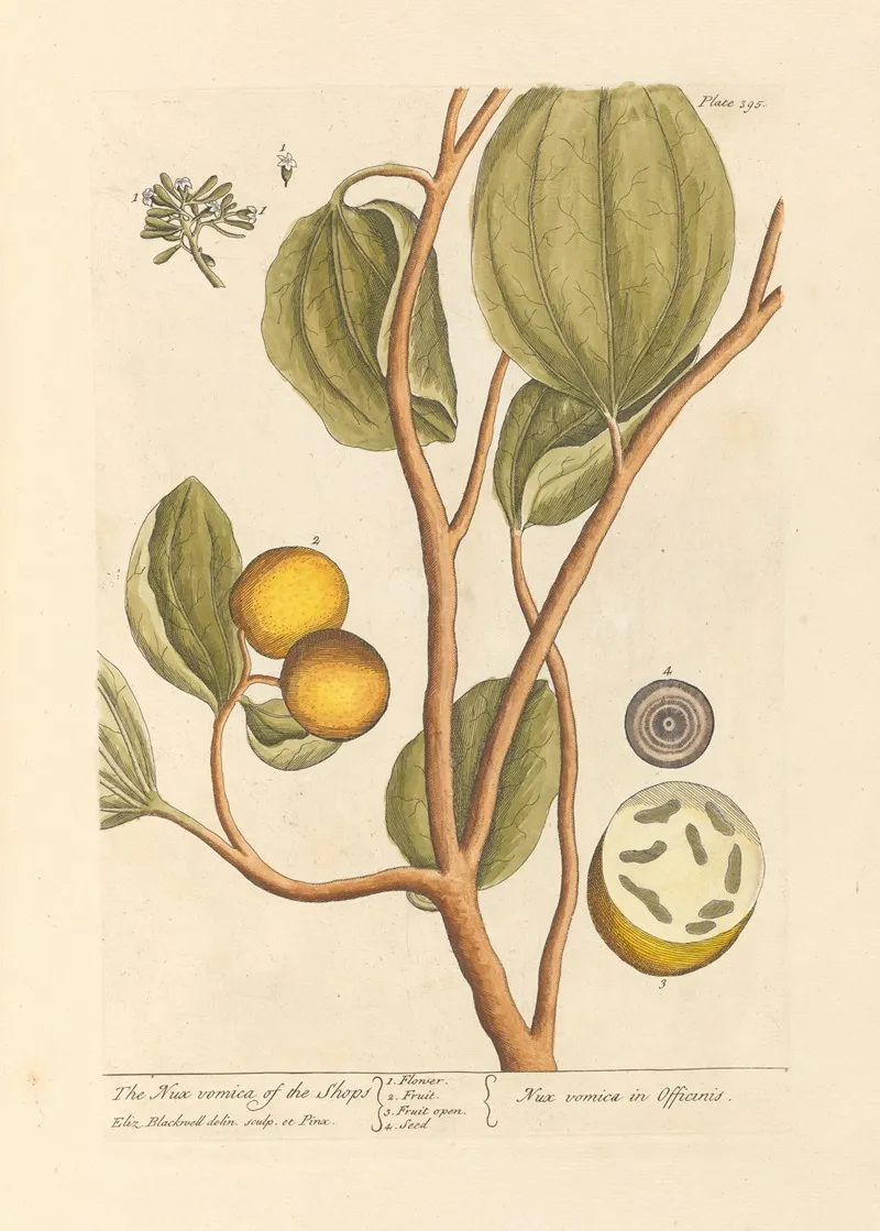 The Nux Vomica Of The Shops Wall Art by Elizabeth Blackwell - High-Resolution Digital Print