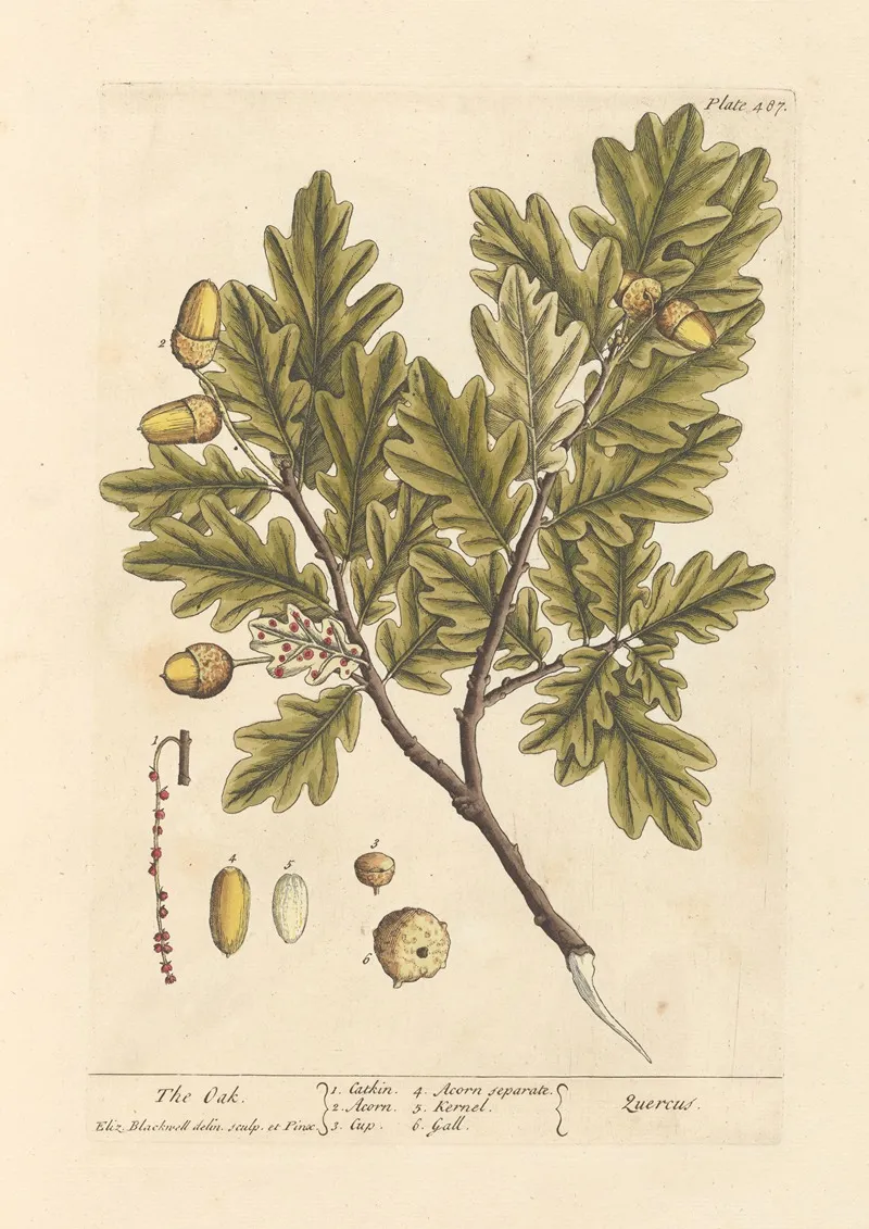 The Oak 3 Wall Art by Elizabeth Blackwell - High-Resolution Digital Print