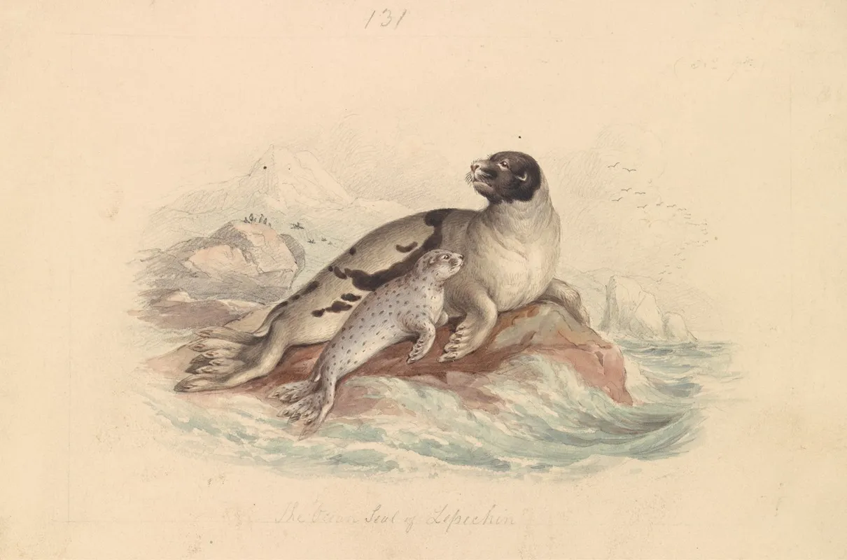 The Ocean Seal Of Lepechin Wall Art by James Stewart - High-Resolution Digital Print