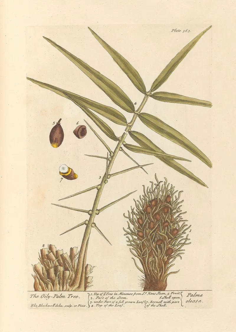 The Oily Palm Tree Wall Art by Elizabeth Blackwell - High-Resolution Digital Print
