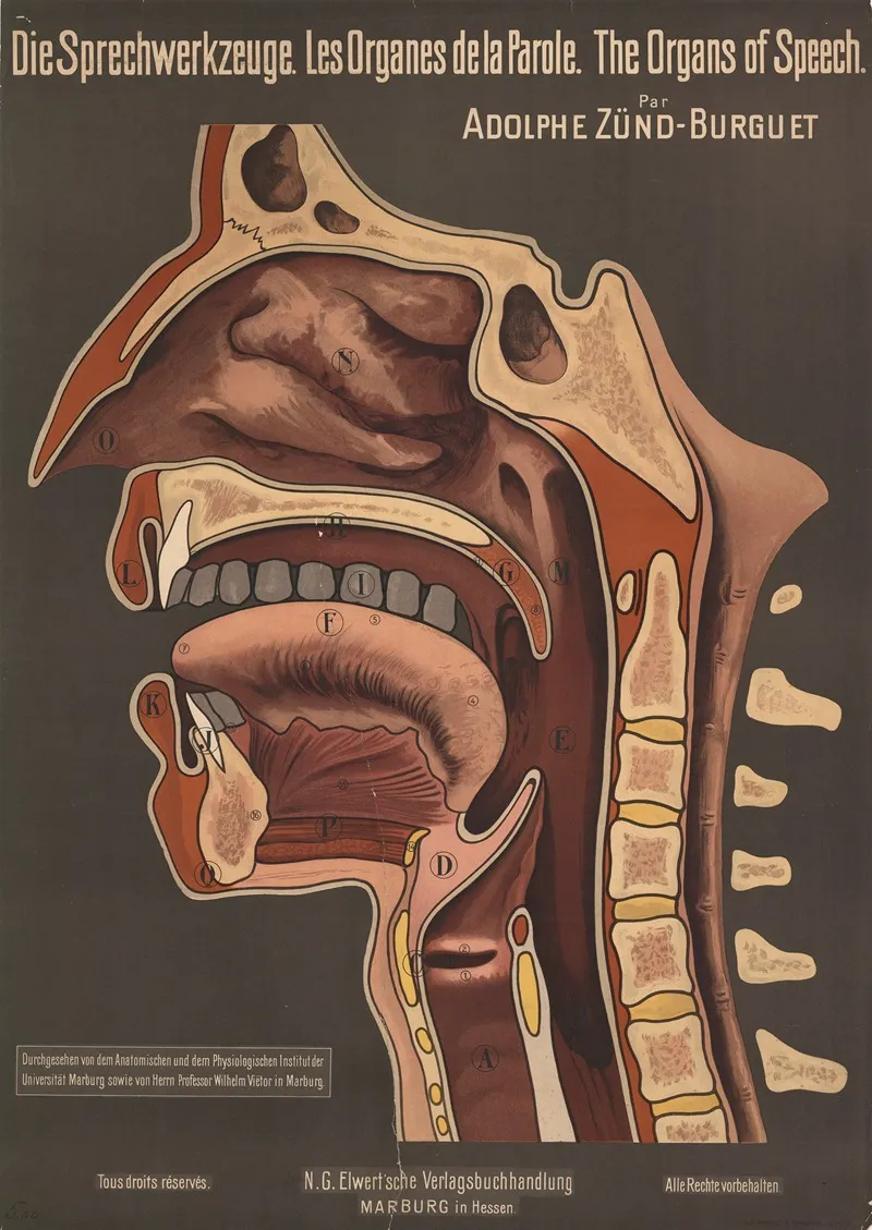 The Organs Of Speech Wall Art by Adolphe Zünd-Burguet - High-Resolution Digital Print