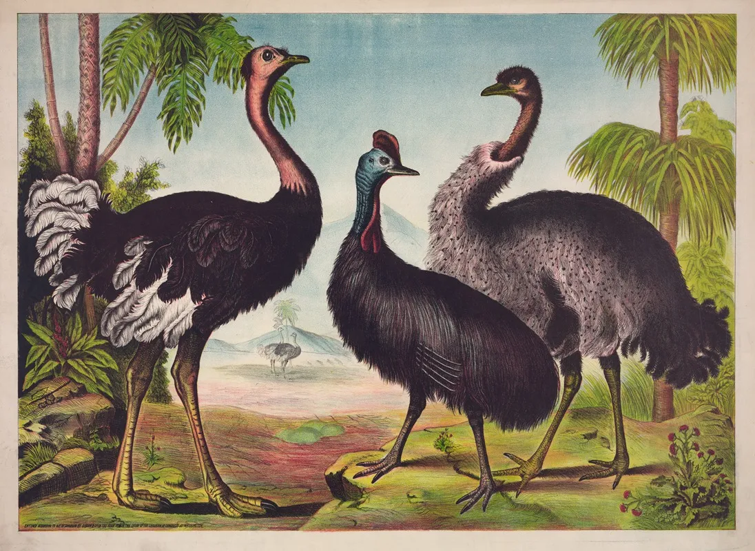 The Ostrich 3