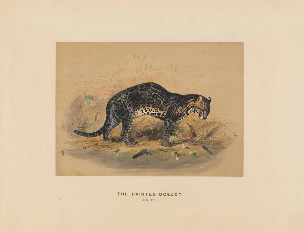 The Painted Ocelot 2 Wall Art by Joseph Wolf - High-Resolution Digital Print