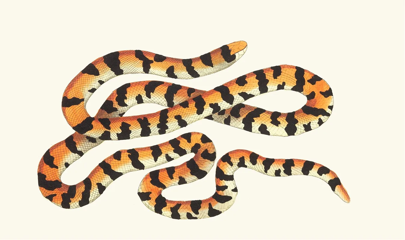 The Painted Snake Wall Art by George Shaw - High-Resolution Digital Print