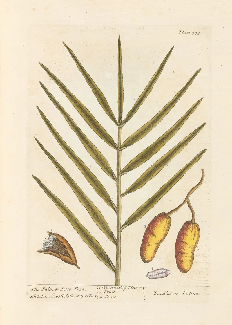 The Palm Or Date Tree Wall Art by Elizabeth Blackwell - High-Resolution Digital Print