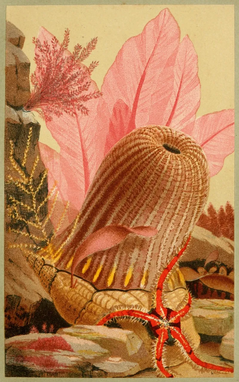 The Parasitic Anemone Wall Art by Philip Henry Gosse - High-Resolution Digital Print