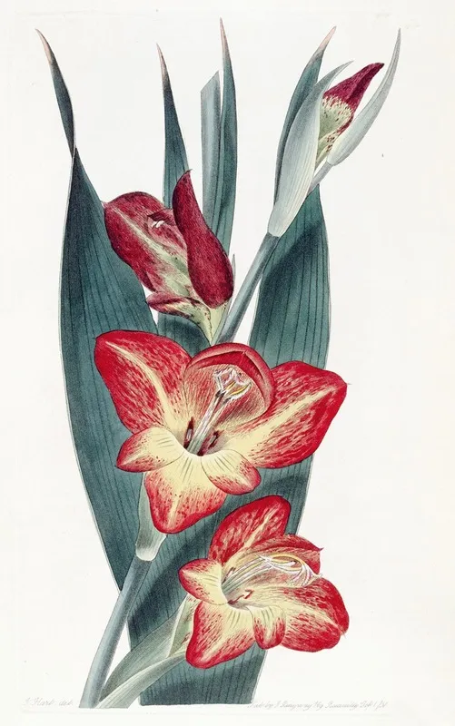The Parrot Gladiole Wall Art by Sydenham Edwards - High-Resolution Digital Print