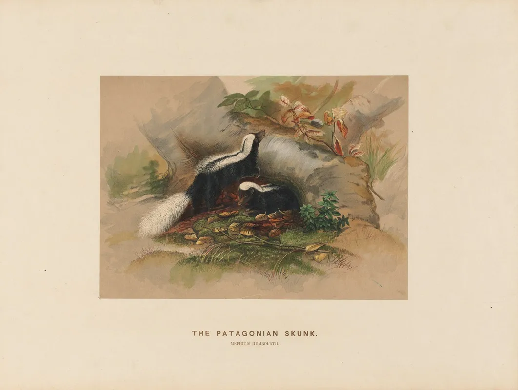 The Patagonian Skunk 2 Wall Art by Joseph Wolf - High-Resolution Digital Print
