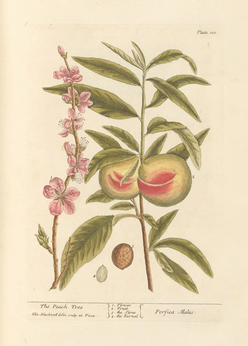 The Peach Tree Wall Art by Elizabeth Blackwell - High-Resolution Digital Print