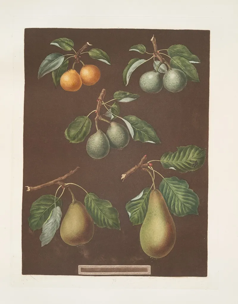 The Pear Petit Muscat Sweet Sugar Green Chissel Citron De Calmes And The Jargonelle Varities Wall Art by George Brookshaw - High-Resolution Digital Print