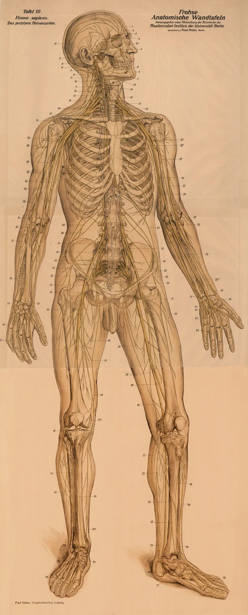 The Peripheral Nervous System Wall Art by Franz Frohse - High-Resolution Digital Print