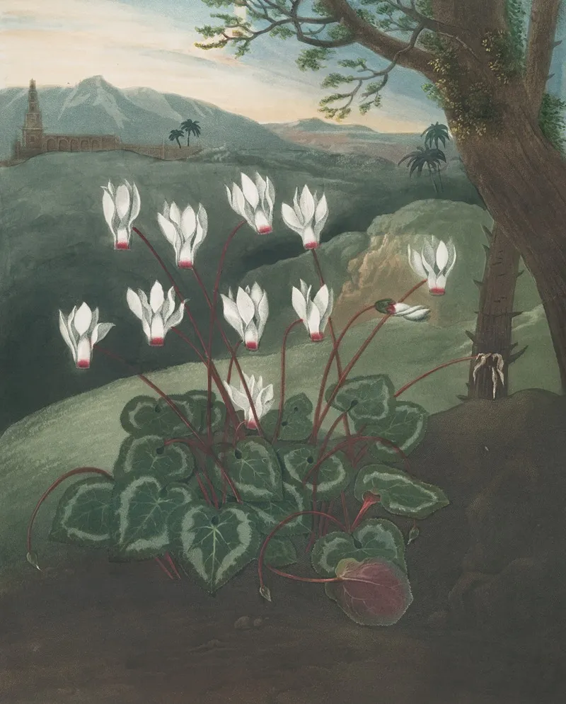 The Persian Cyclamen Wall Art by Robert John Thornton - High-Resolution Digital Print