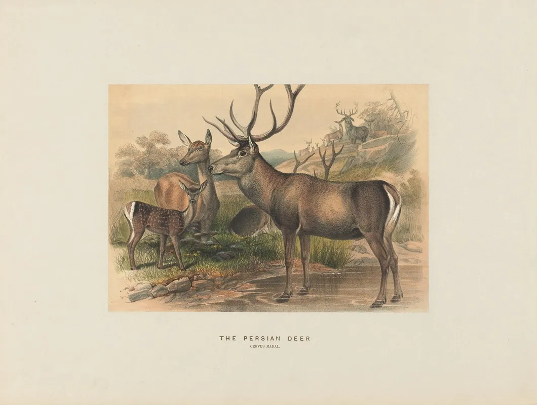 The Persian Deer 2 Wall Art by Joseph Wolf - High-Resolution Digital Print