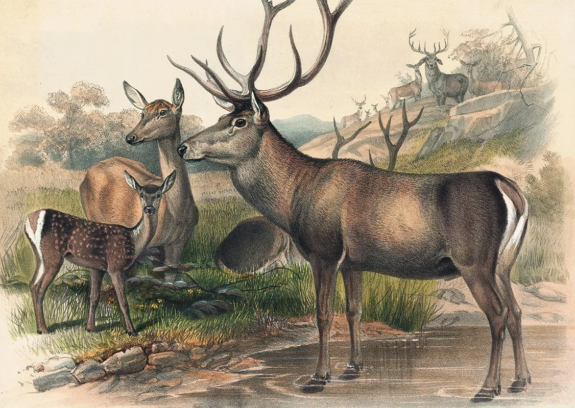 The Persian Deer Wall Art by Joseph Wolf - High-Resolution Digital Print