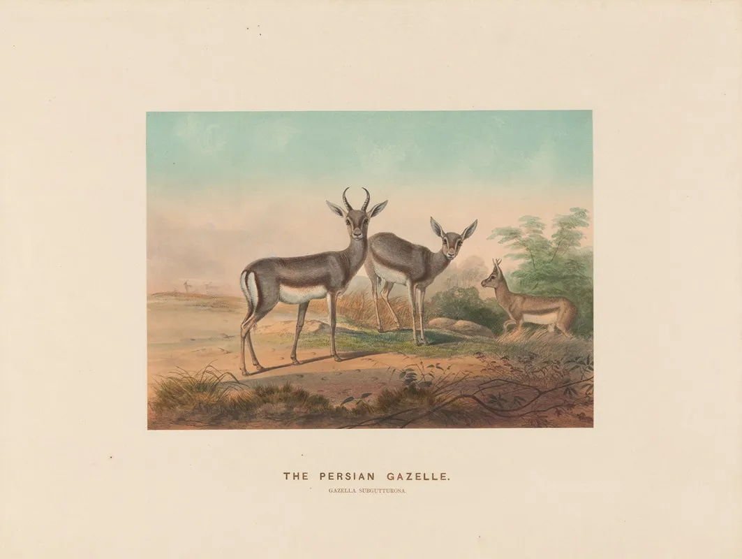 The Persian Gazelle 2 Wall Art by Joseph Wolf - High-Resolution Digital Print