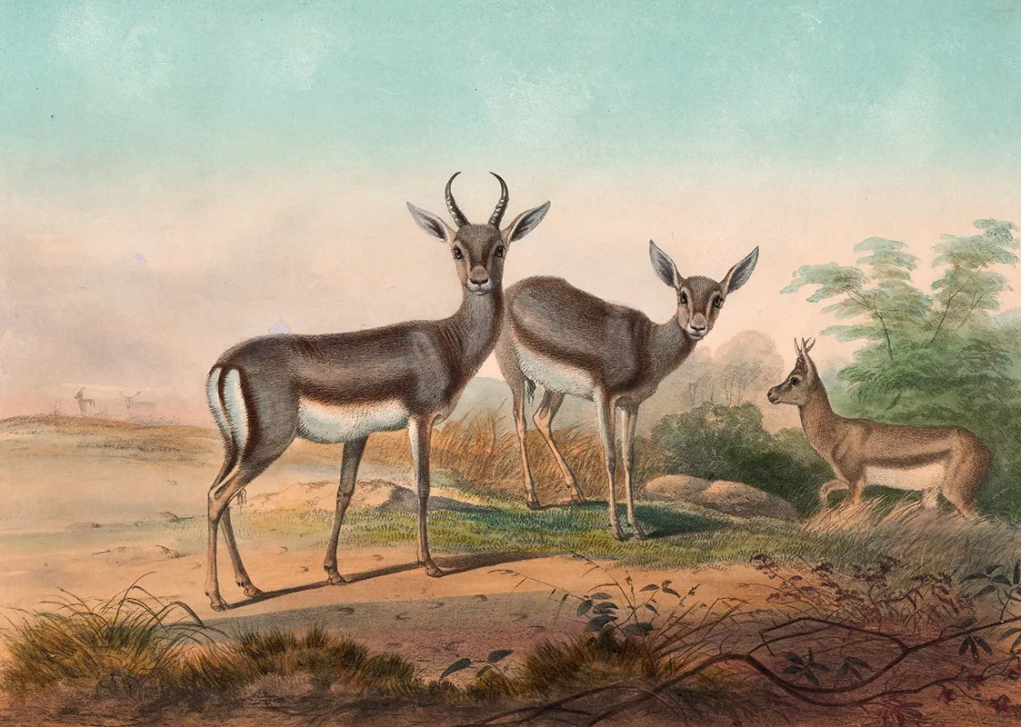 The Persian Gazelle Wall Art by Joseph Wolf - High-Resolution Digital Print