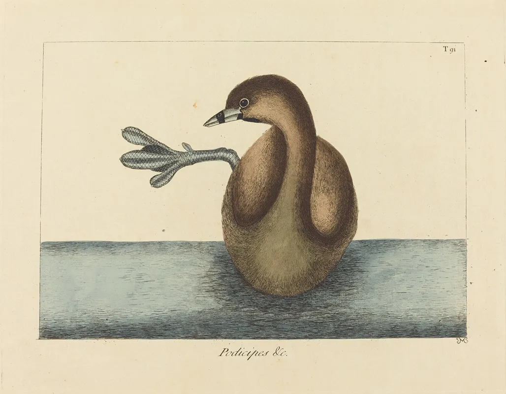 The Pied Billed Dobchick Colymbus Podiceps Wall Art by Mark Catesby - High-Resolution Digital Print