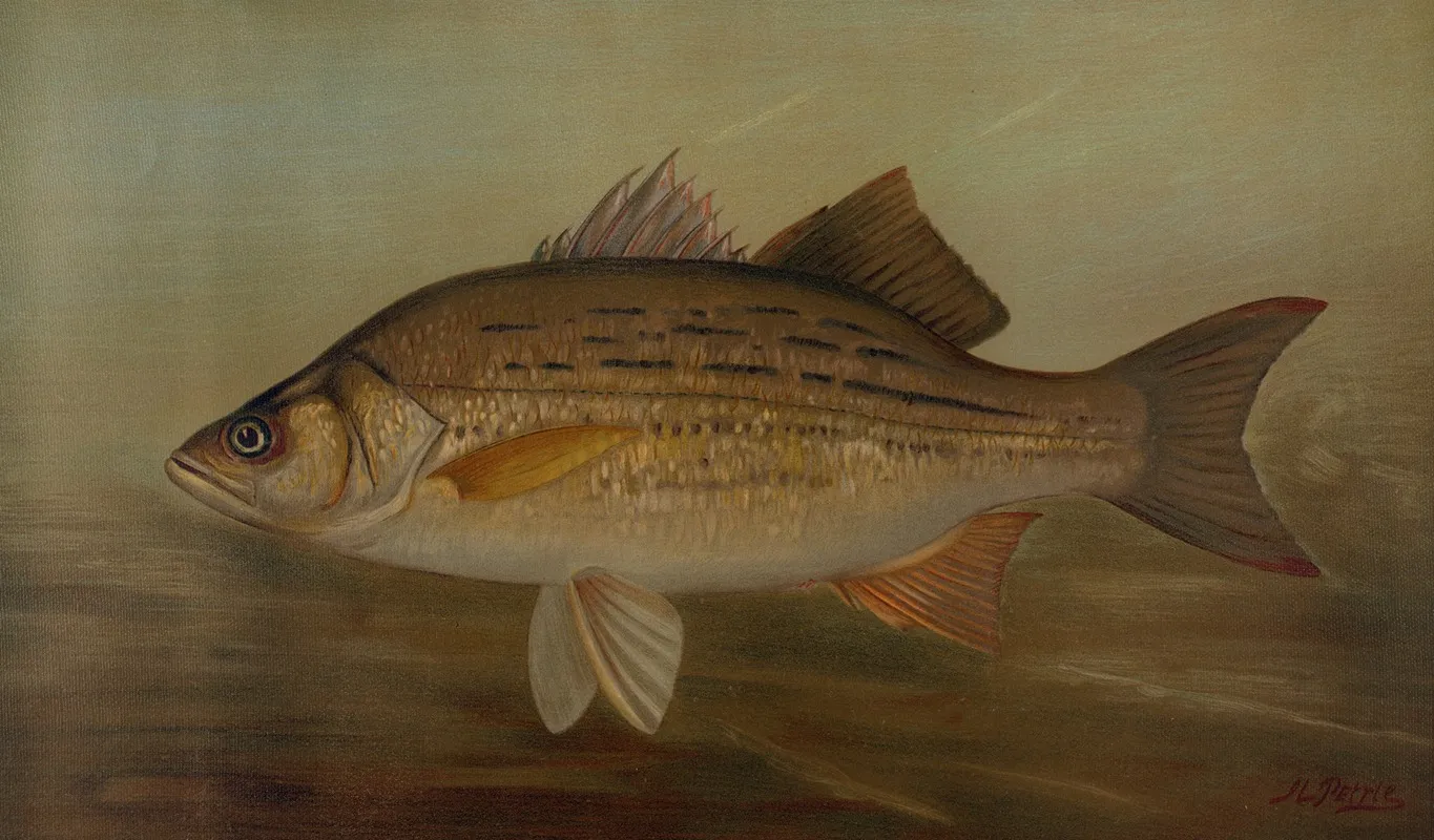 The Pike Lucius Lucius Wall Art by John L. Petrie - High-Resolution Digital Print