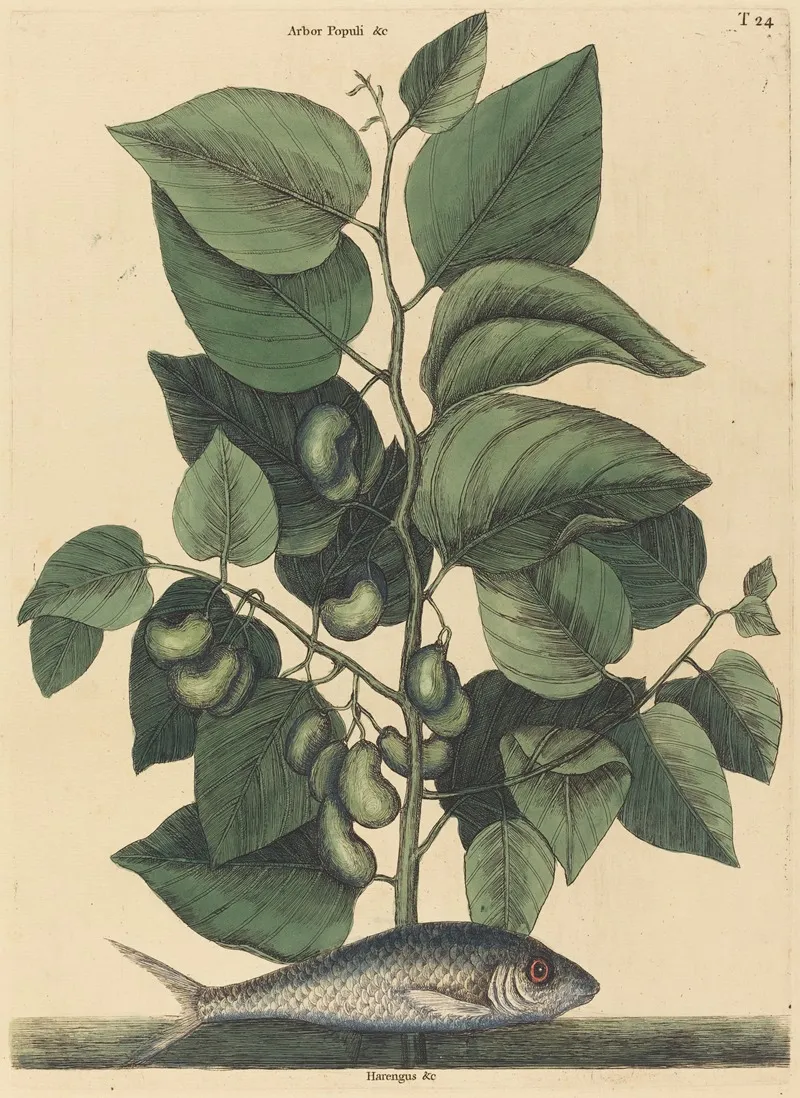 The Pilchard Argentina Carolina Wall Art by Mark Catesby - High-Resolution Digital Print