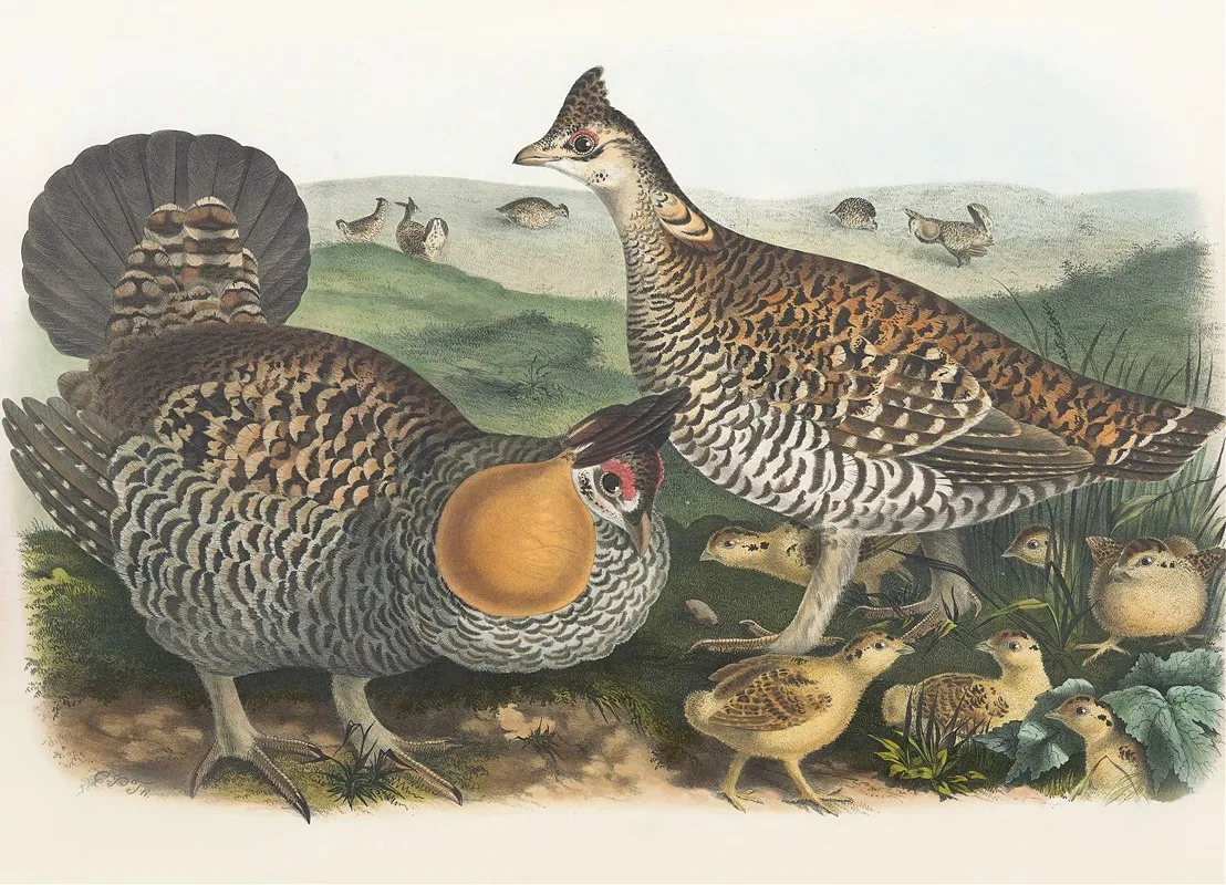 The Pinnated Grouse Wall Art by Daniel Giraud Elliot - High-Resolution Digital Print