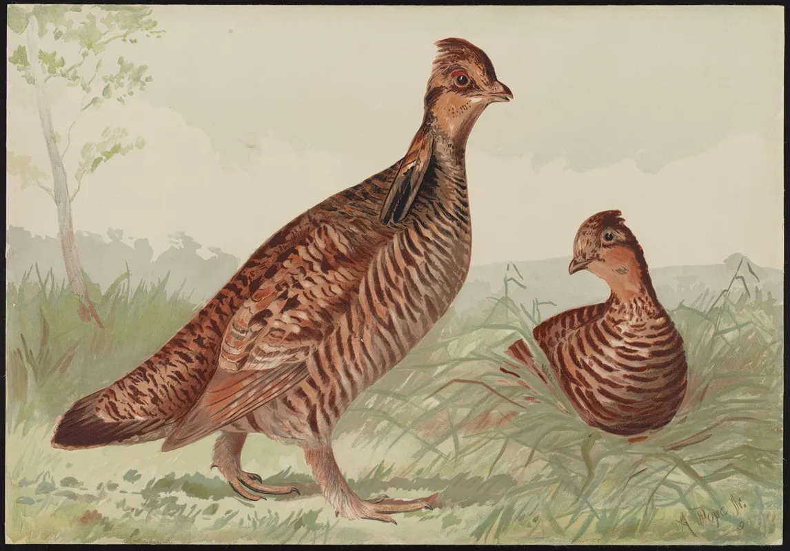 The Pinneated Grouse Cupidonia Cupido Wall Art by Alexander Pope Jr. - High-Resolution Digital Print