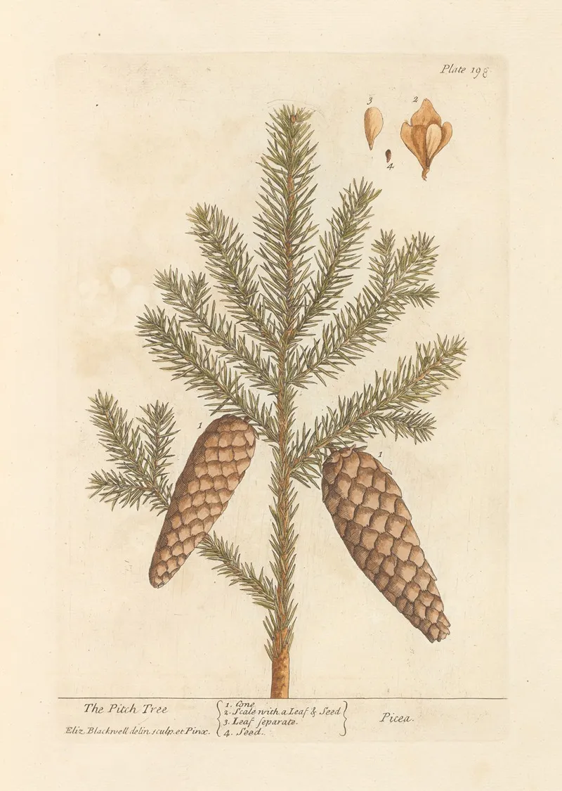 The Pitch Tree Wall Art by Elizabeth Blackwell - High-Resolution Digital Print
