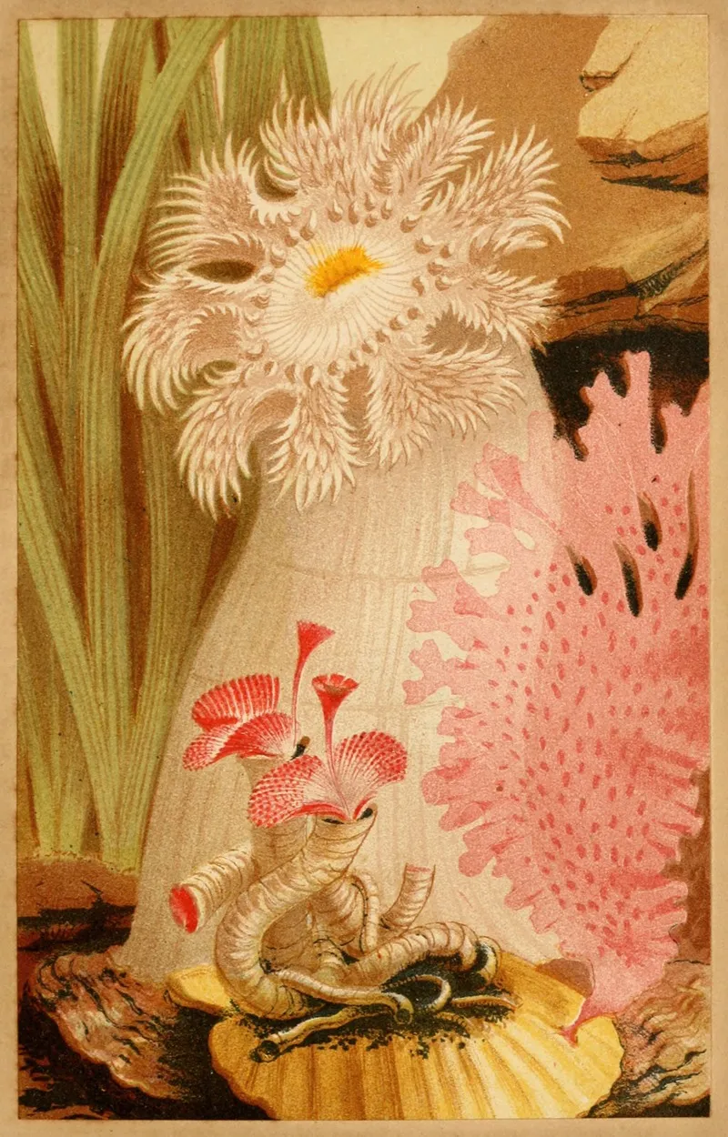 The Plumose Anemone Wall Art by Philip Henry Gosse - High-Resolution Digital Print