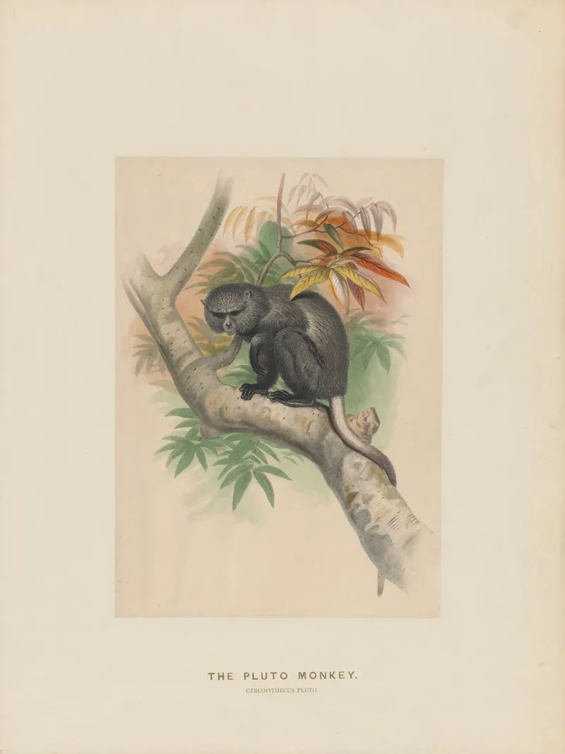 The Pluto Monkey 2 Wall Art by Joseph Wolf - High-Resolution Digital Print