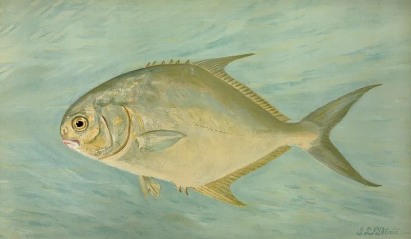 The Pompano Trachinotus Carolinis Wall Art by John L. Petrie - High-Resolution Digital Print
