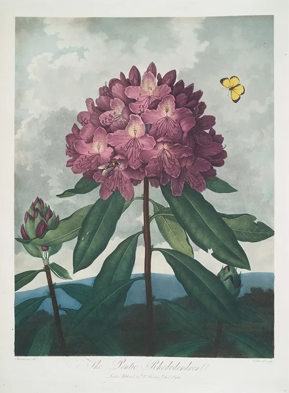 The Pontic Rhododendron 2 Wall Art by Robert John Thornton - High-Resolution Digital Print