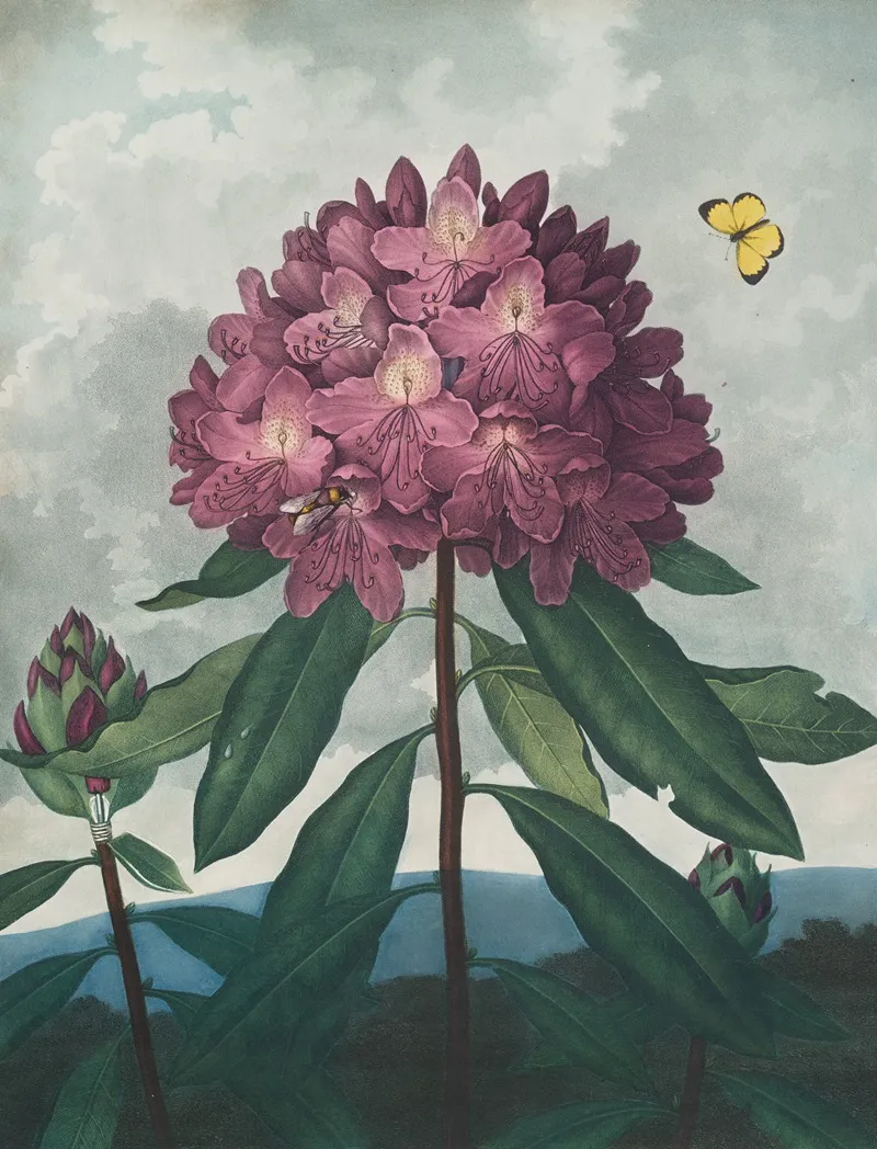 The Pontic Rhododendron Wall Art by Robert John Thornton - High-Resolution Digital Print