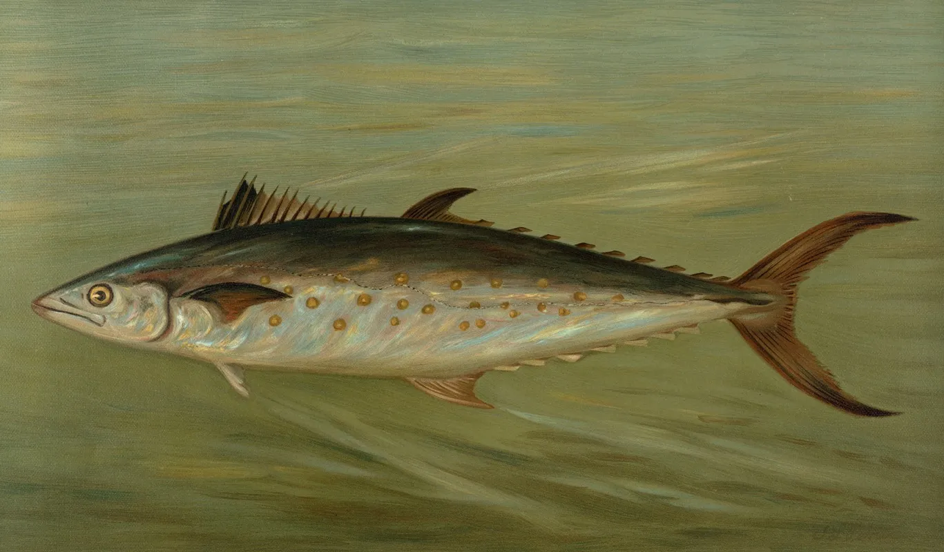 The Porgee Or Scup Stenotomus Chrysops Wall Art by John L. Petrie - High-Resolution Digital Print