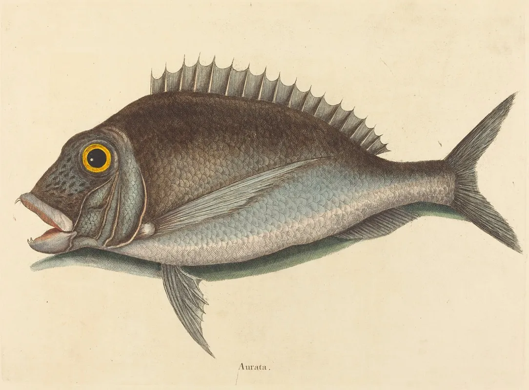 The Porgy Sparus Chrysops Wall Art by Mark Catesby - High-Resolution Digital Print