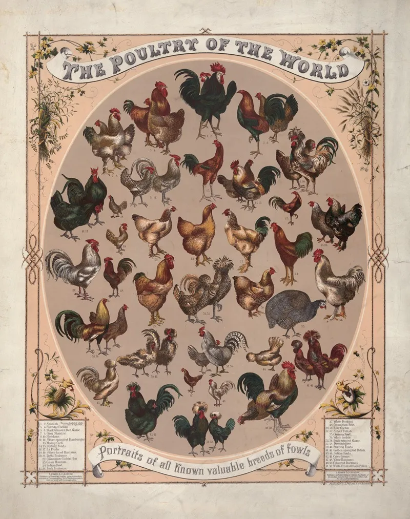 The Poultry Of The World Portraits Of All Known Valuable Breeds Of Fowls 2