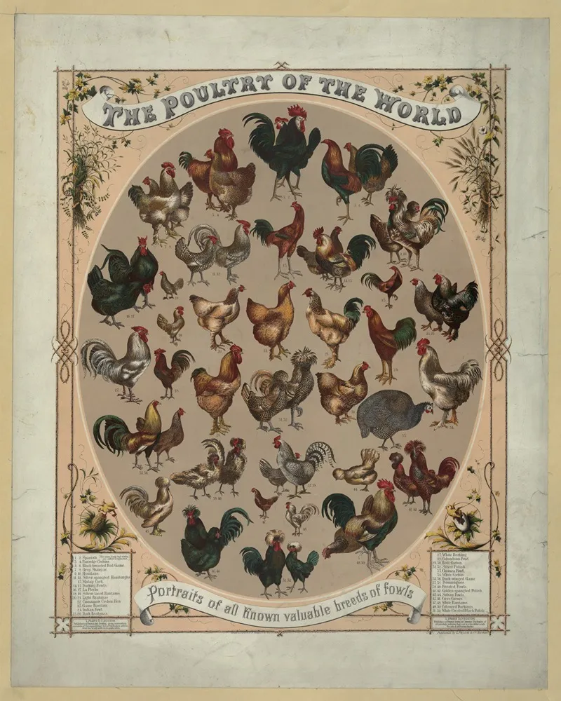 The Poultry Of The World Portraits Of All Known Valuable Breeds Of Fowls