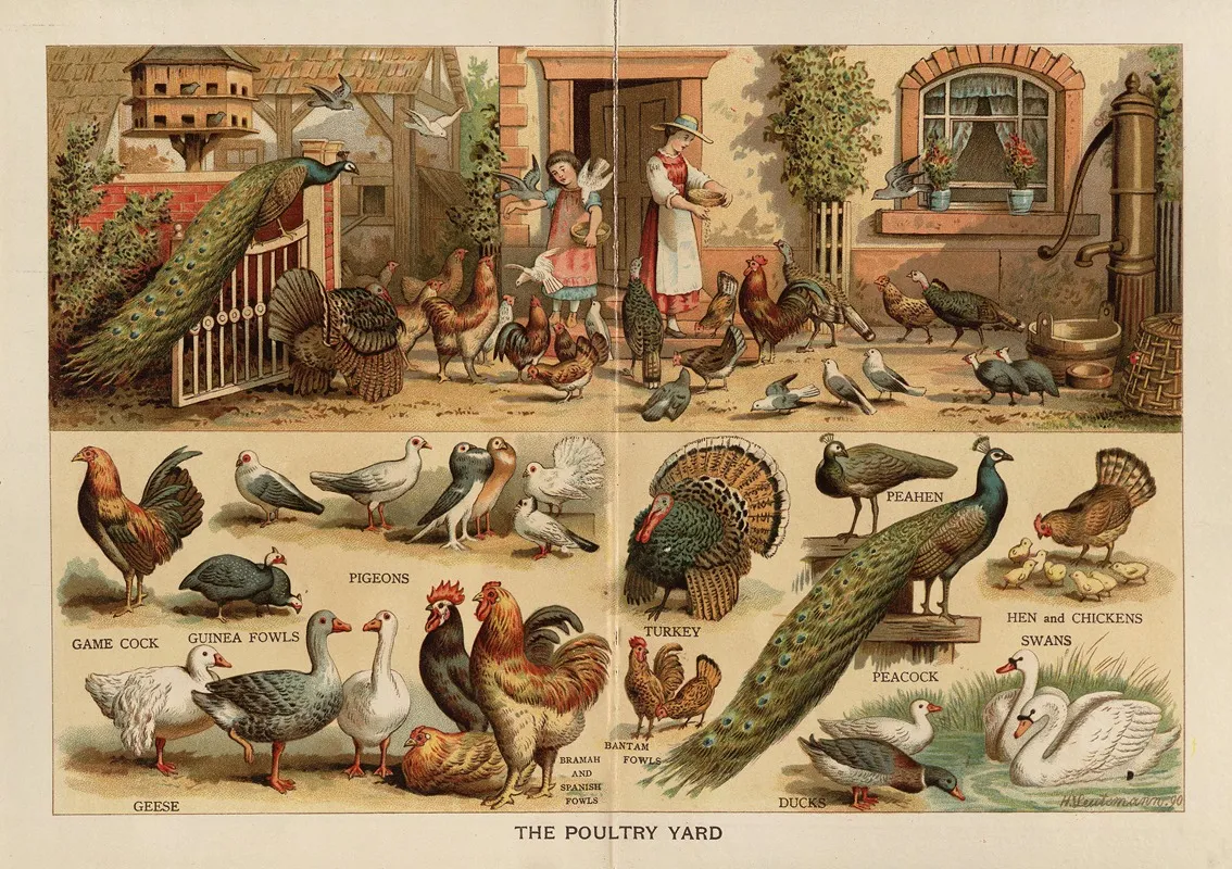 The Poultry Yard Wall Art by Frederick Warne &amp; Co - High-Resolution Digital Print