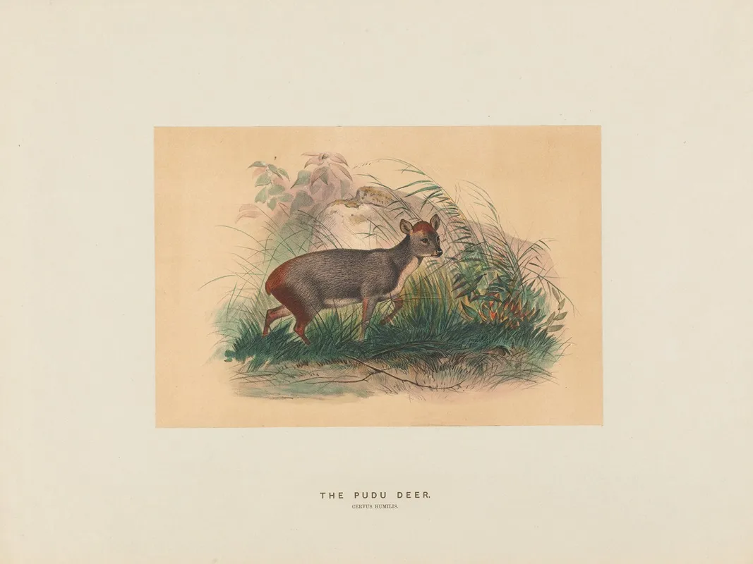 The Pudu Deer 2 Wall Art by Joseph Wolf - High-Resolution Digital Print
