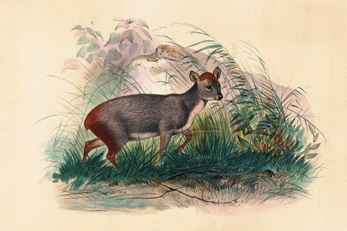 The Pudu Deer Wall Art by Joseph Wolf - High-Resolution Digital Print
