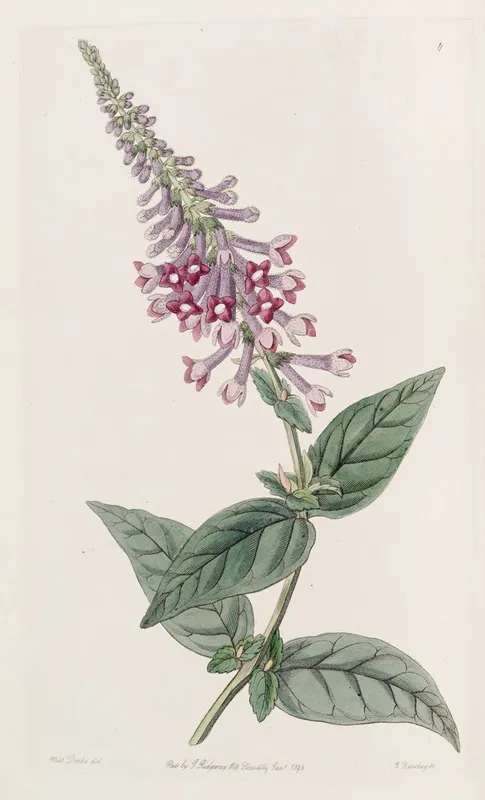 The Purple Chinese Buddlea Wall Art by Sydenham Edwards - High-Resolution Digital Print
