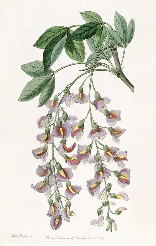 The Purple Laburnum Wall Art by Sydenham Edwards - High-Resolution Digital Print
