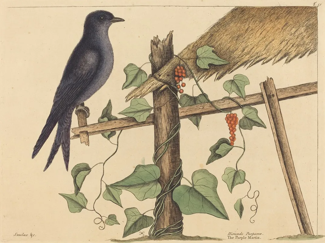 The Purple Martin Hirundo Purpurea Wall Art by Mark Catesby - High-Resolution Digital Print