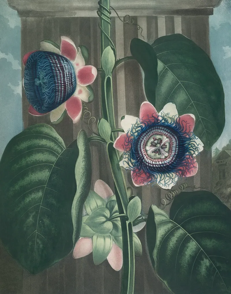 The Quadrangular Passion Flower 2 Wall Art by Robert John Thornton - High-Resolution Digital Print